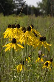 Yellow Coneflower - Ratibida pinnata
