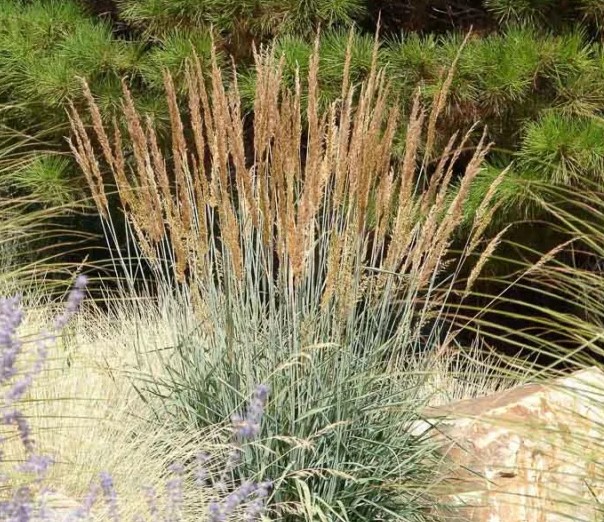 Yellow Indiangrass - Sorghastrum nutans
