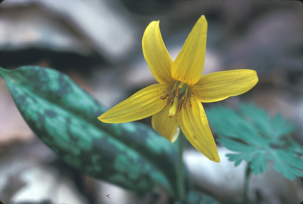 Yellow Trout Lily - Erythronium americanum
