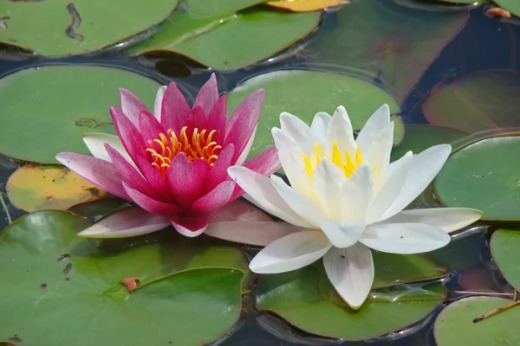 25L Tub Multi Clumped Water Lilies - Mixed Varieties