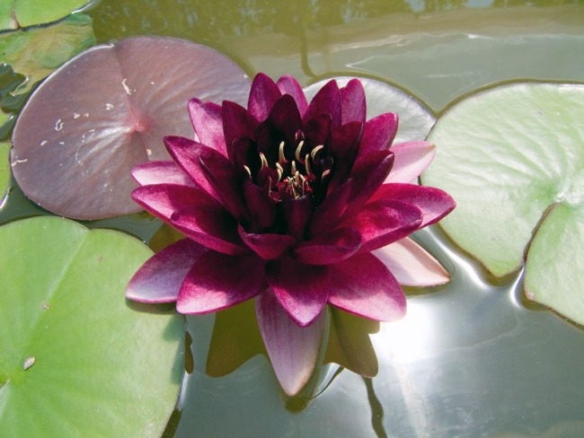 Almost Black Water Lily - Nymphaea Almost Black