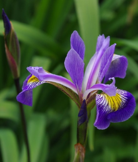 American Water Iris - Iris versicolor Gerald Darby