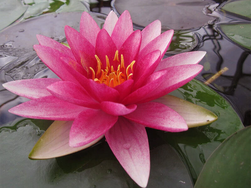 'Rembrandt' Water Lily - Nymphaea