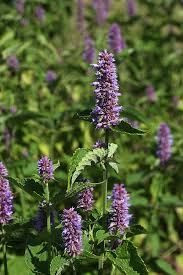Anise Hyssop - Agastache foeniculum