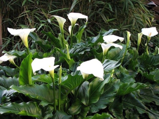 Arum Lily - Zantedeschia aethiopica