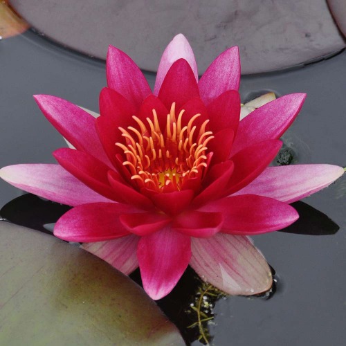 Attraction Water Lily - Nymphaea Attraction