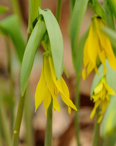Bellwort - Uvularia grandiflora