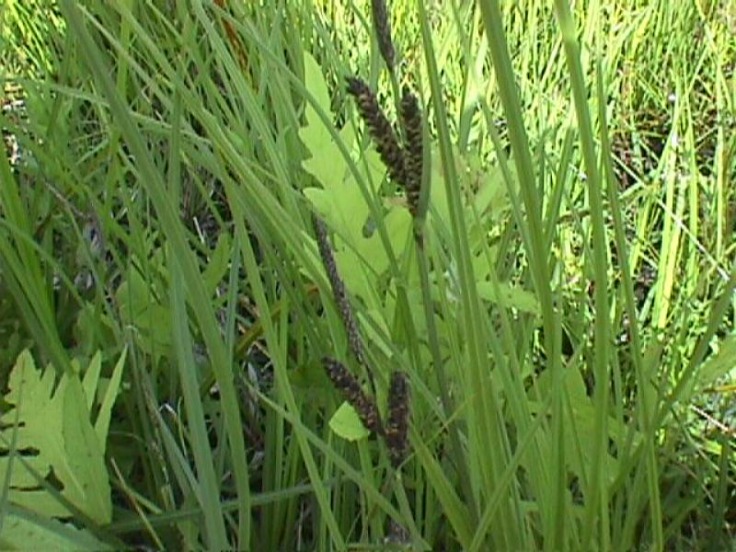 Black Blooming Sedge - Carex nigra