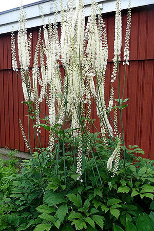 Black Cohosh - Actea racemosa