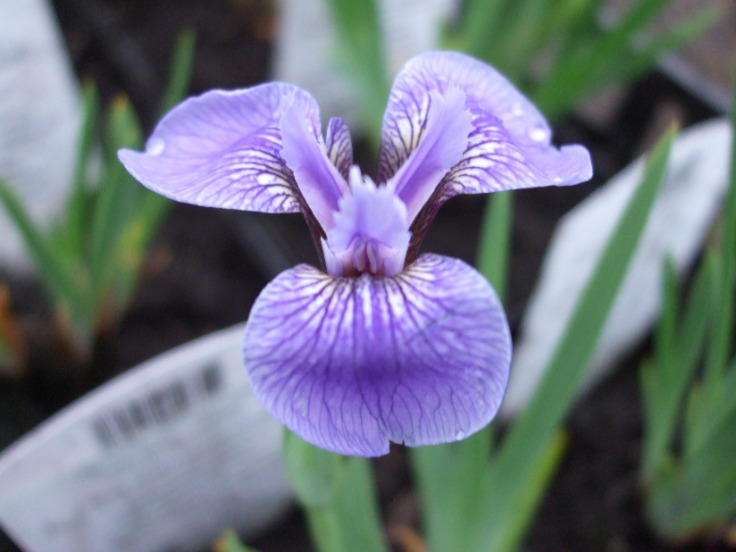 Blue Water Iris - Iris versicolor