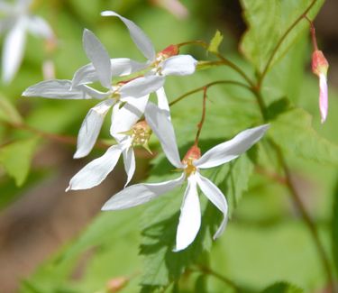Bowman’s Root - Gillenia trifoliata