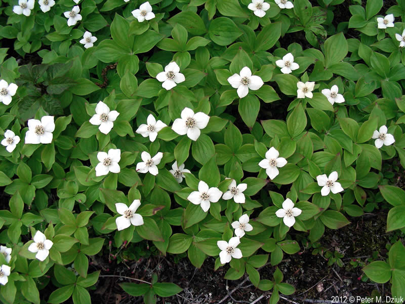 Bunchberry - Cornus canadensis