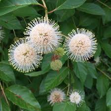 Buttonbush - Cephalanthus occidentalis