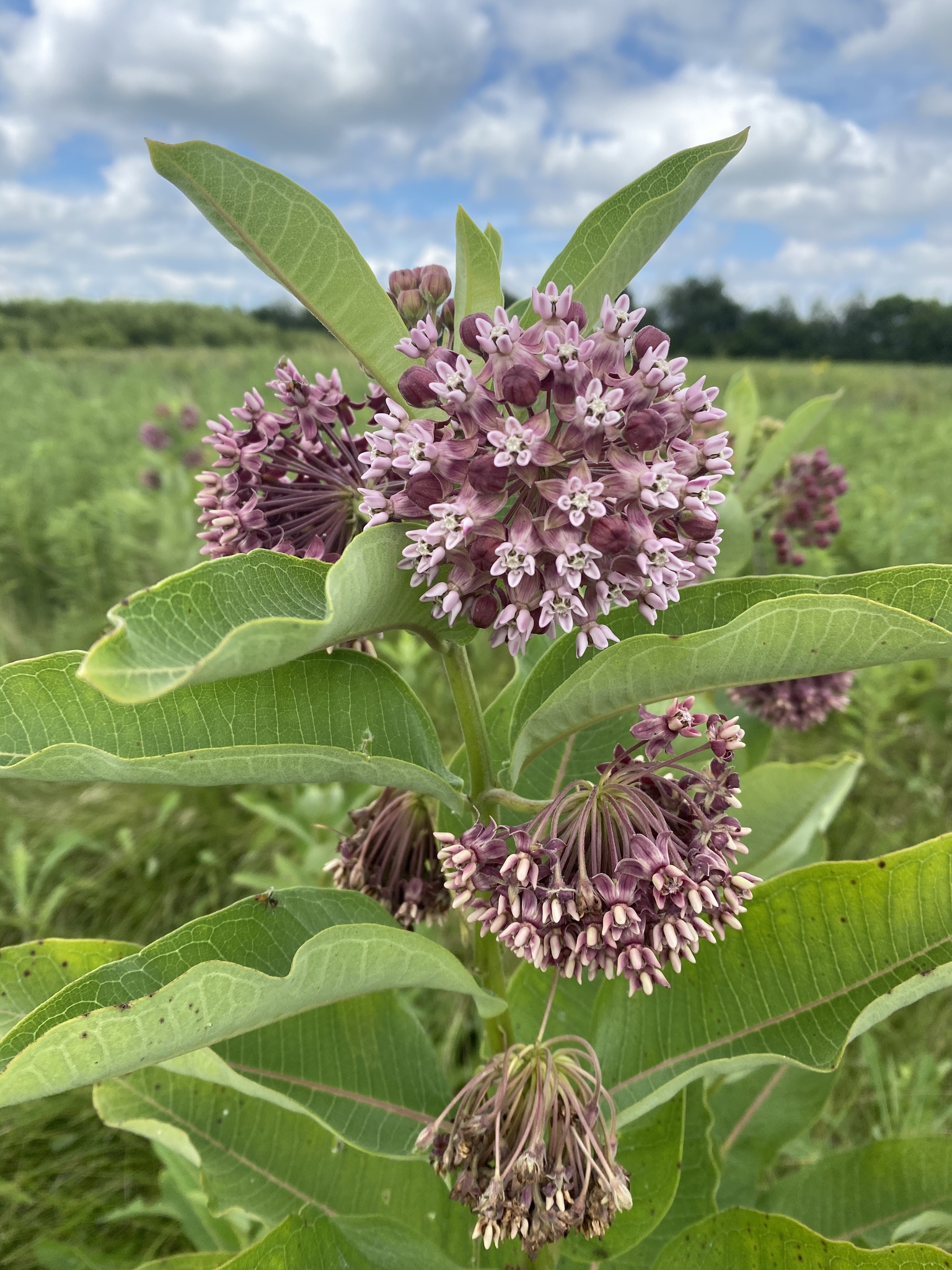 Common Milkweed - Asclepias syriaca