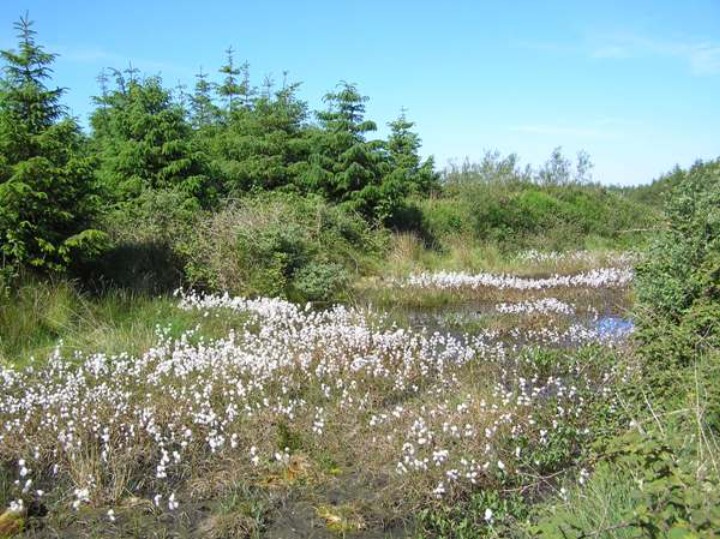 Cotton Grass - Eriophorum angustifolium