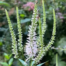 Culver's Root - Veronicastrum virginicum