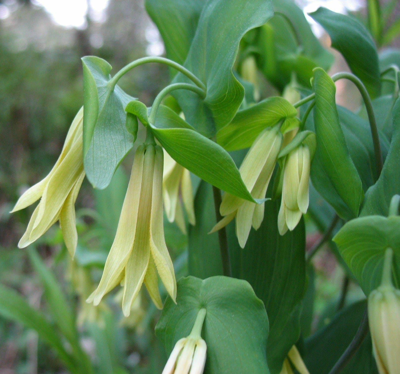 Dwarf Bell Wort - Uvularia perfoliata