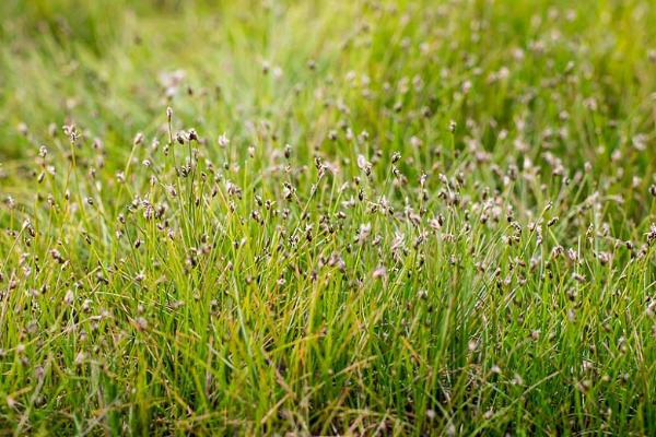Dwarf Hairgrass - Eleocharis acicularis