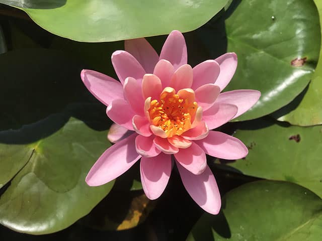 Firecrest Water Lily - Nymphaea Firecrest