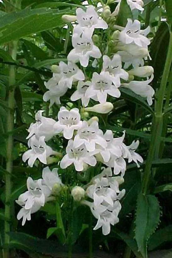 Foxglove Beardtongue - Penstemon digitalis