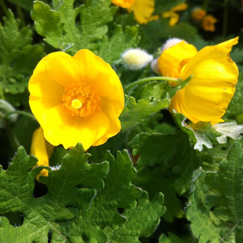 Golden Wood Poppy - Stylophorum diphyllum