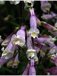Hairy Beardtongue - Penstemon hirsutus