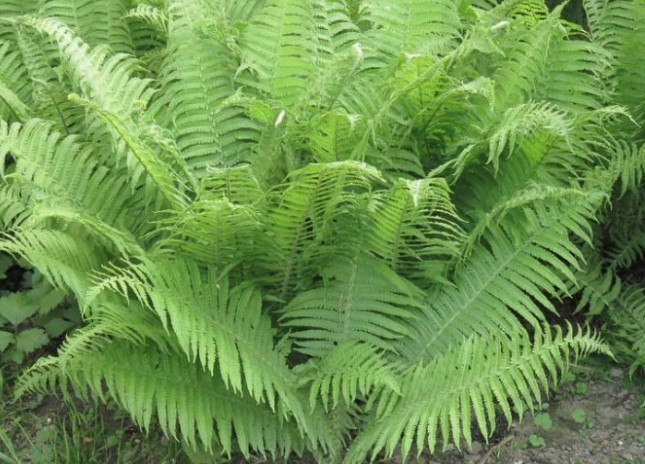 Lady Fern - Athyrium filix femina