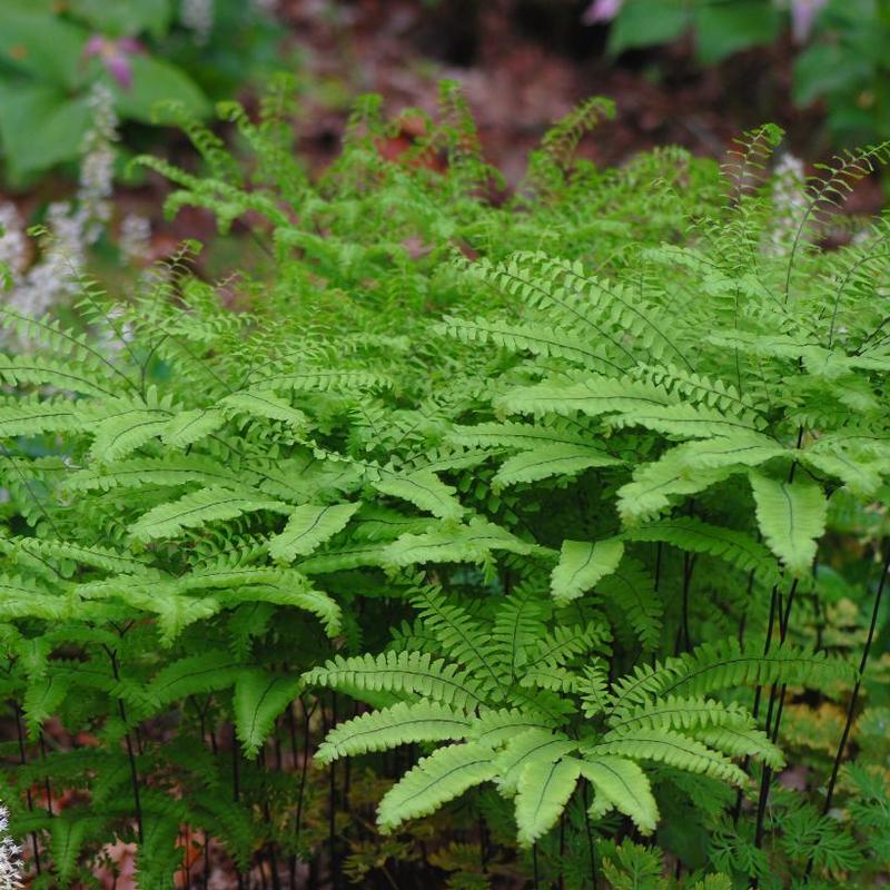 Maiden Hair Fern - Adianthum pedatum
