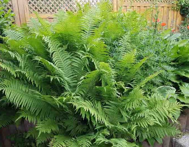 Ostrich Fern - Matteuccia struthiopteris