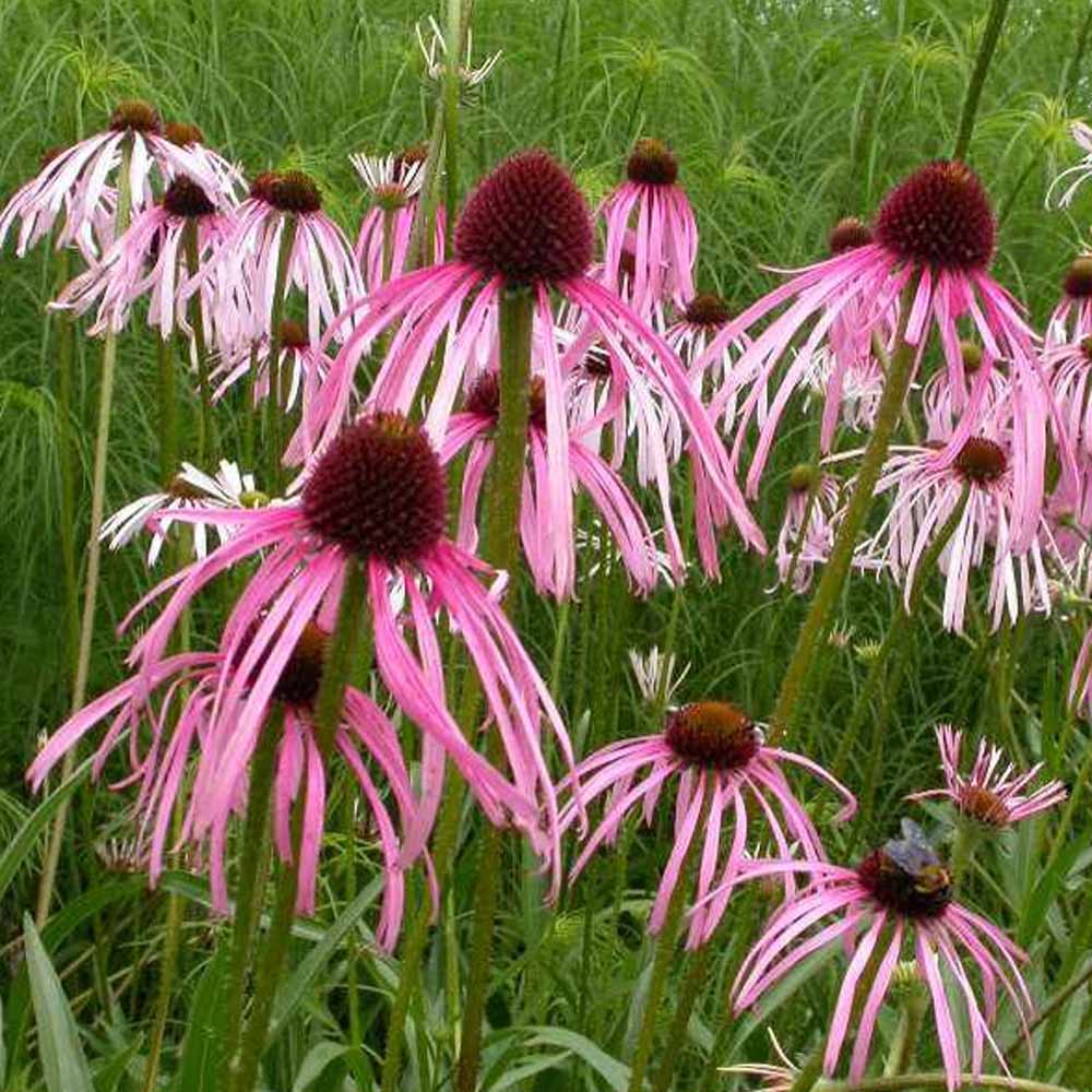 Pale Purple Coneflower - Echinacea pallida
