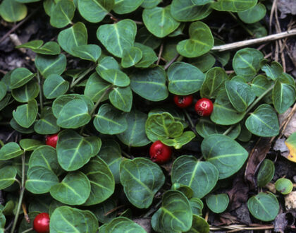Partridge Berry - Mitchella repens