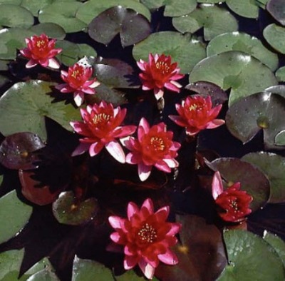 Perry's Baby Red Water Lily - Nymphaea Perry's Baby Red