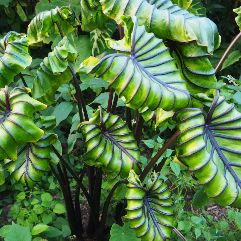 Pharoah's Mask - Colocasia