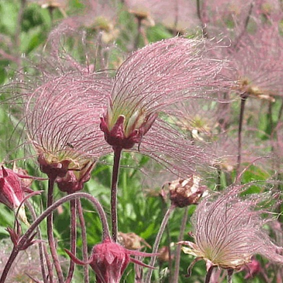 Prairie Smoke - Geum triflorum