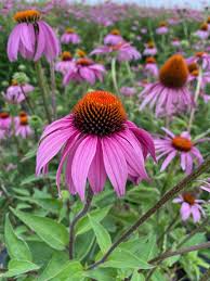 Purple Coneflower - Echinacea purpurea