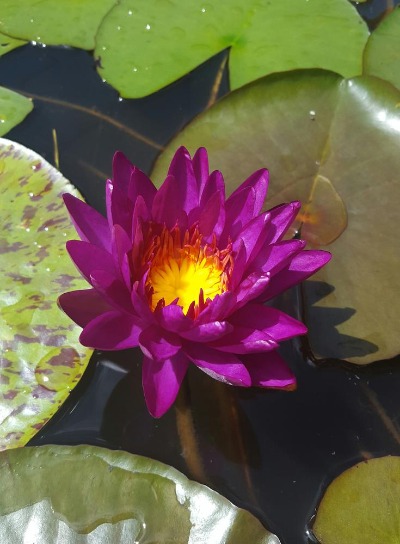 Purple Fantasy Water Lily - Nymphaea Purple Fantasy