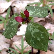 Purple Prairie Trillium - Trillium recurvatum