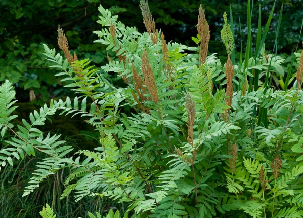 Royal Fern - Osmunda regalis