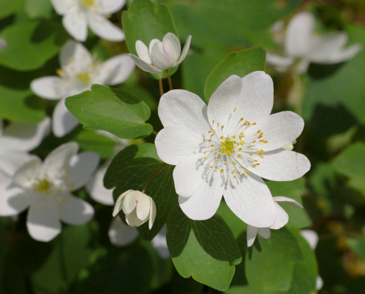 Rue Anemone - Anemonella thalictroides
