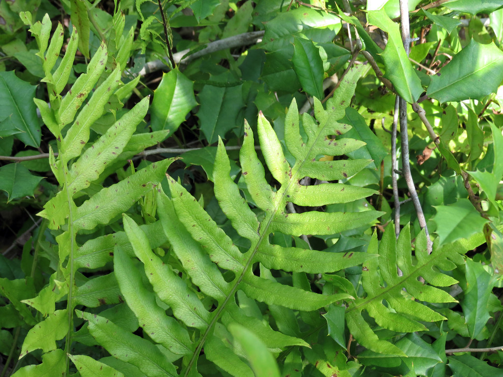 Sensitive Fern - Onoclea sensibilis