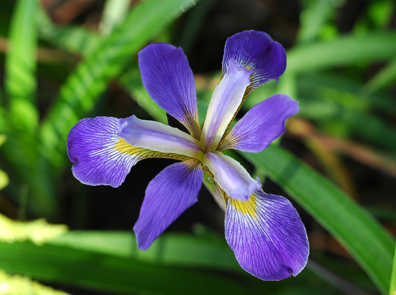 Southern Blue Flag - Iris virginica