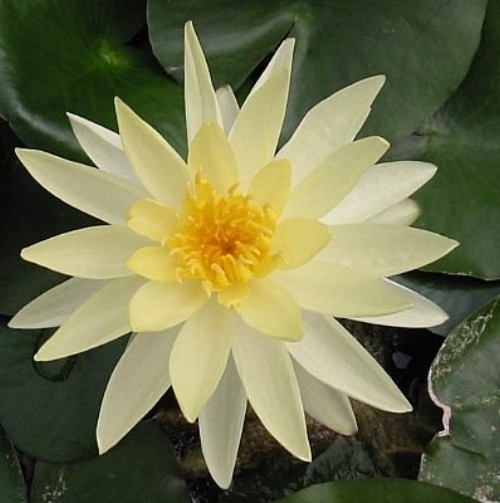 Sunrise Water Lily - Nymphaea Sunrise