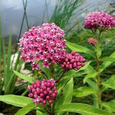 Swamp Milkweed - Asclepias incarnata