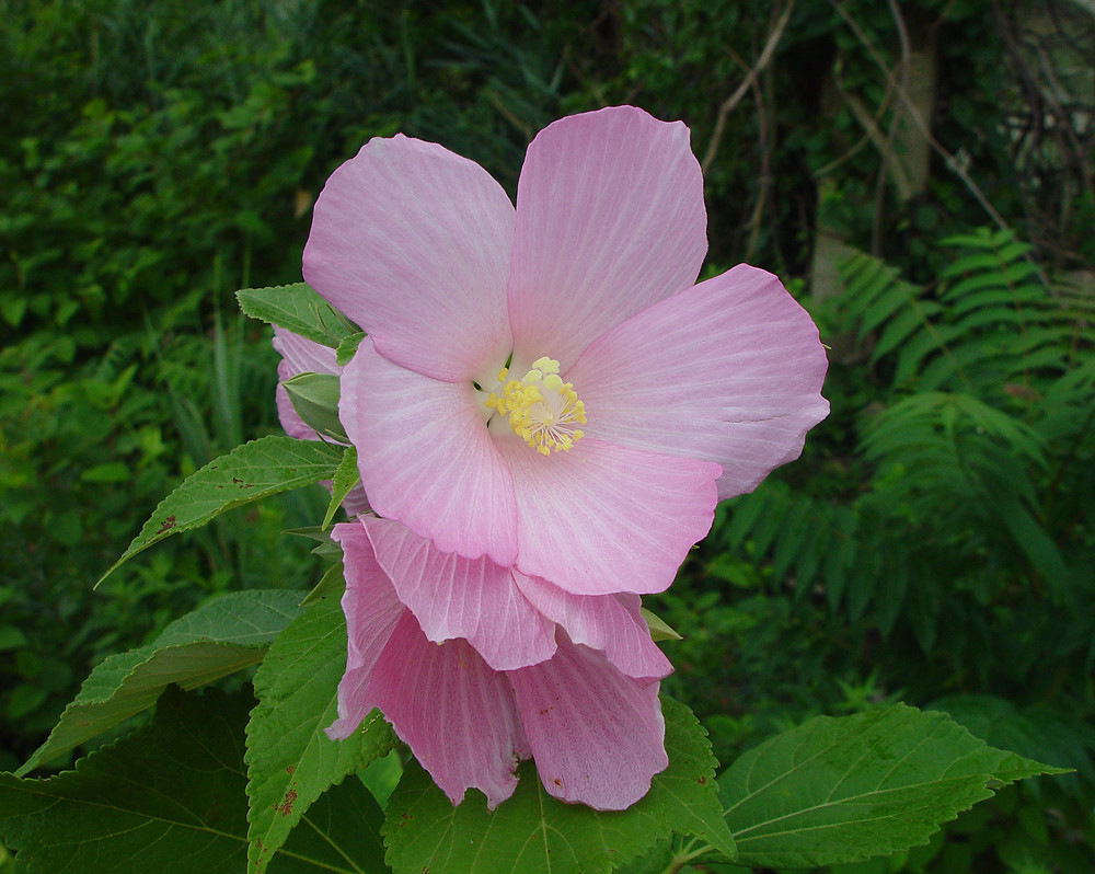 Swamp Rose Mallow - Hibiscus moscheutos