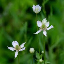 Tall Thimbleweed - Anemone virginiana
