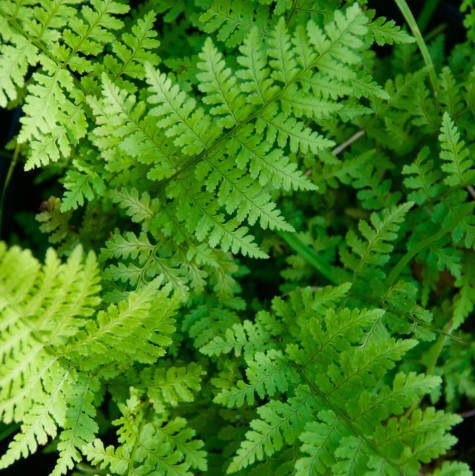 Toothed Wood Fern - Dryopteris spinulosa
