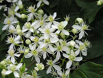 Virgin's Bower - Clematis virginiana