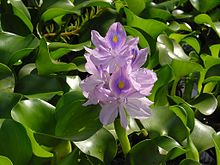 Water Hyacinth - Eichornia Crassipes