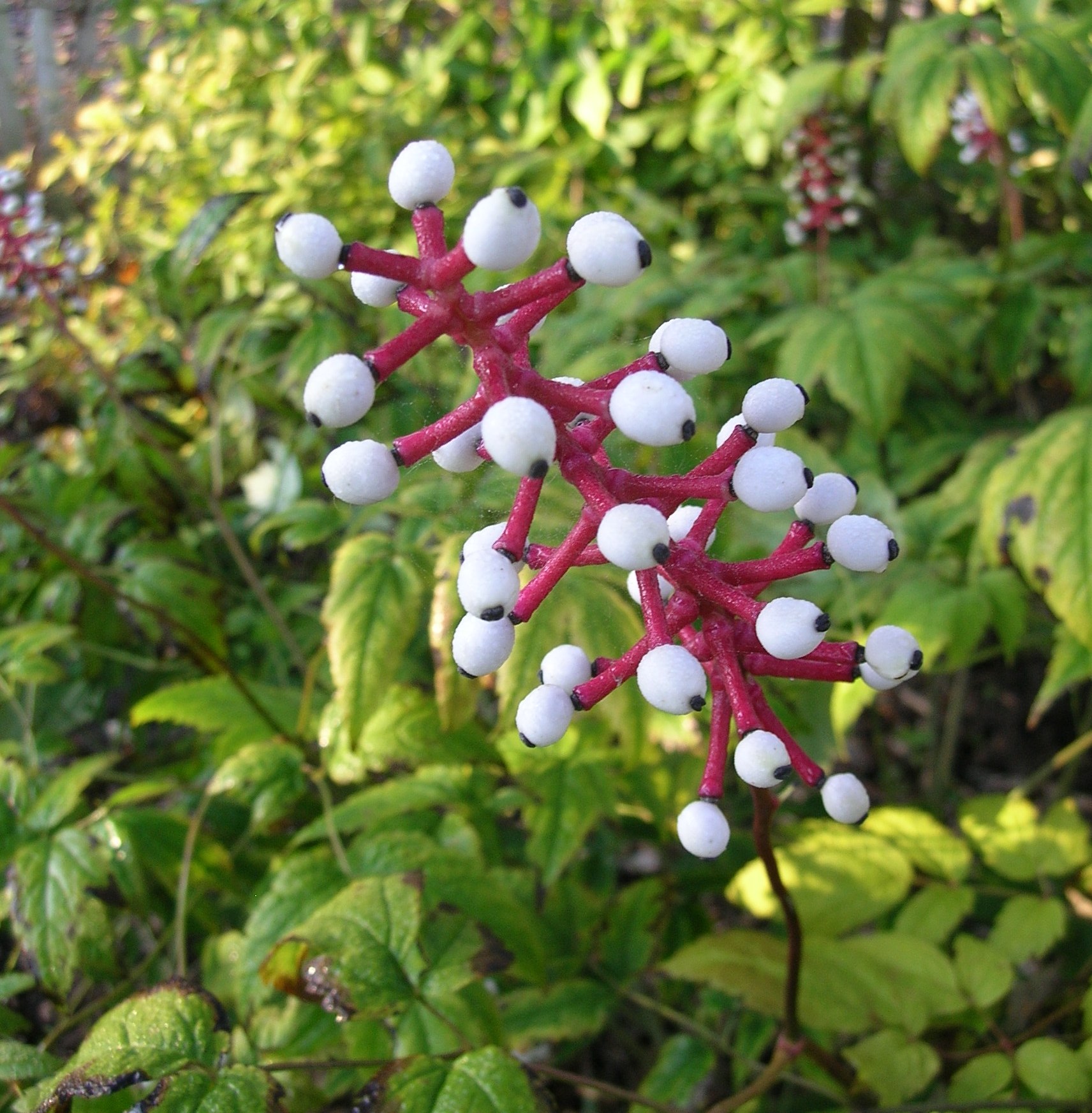 White Baneberry - Actea pachypoda