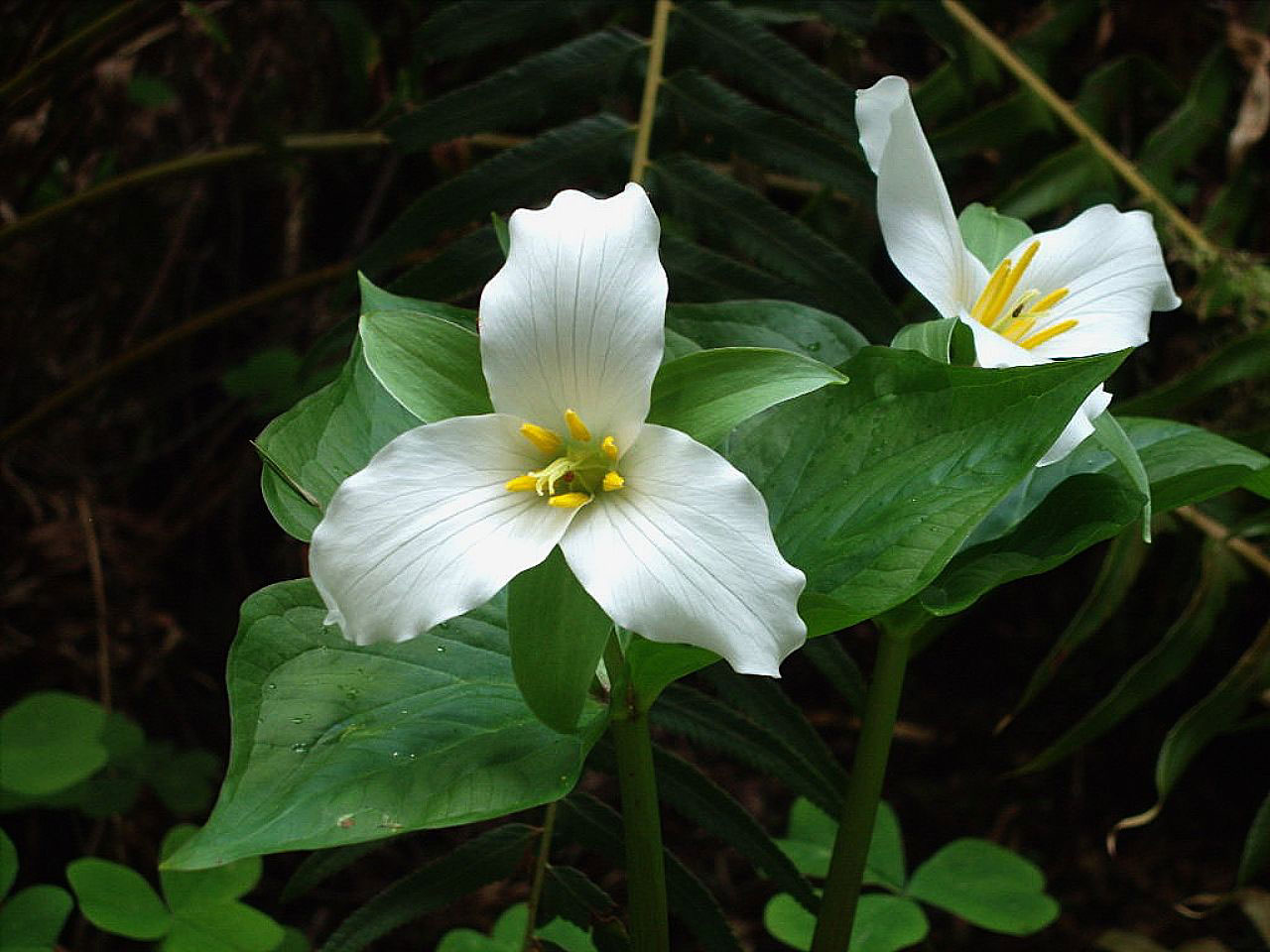 White Trillium - Trillium grandiflorum